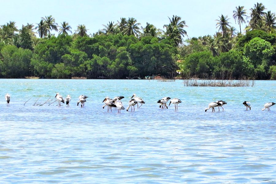 4. Opening page - water birds.JPG